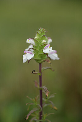 BUITEN BEELD Foto: 428253