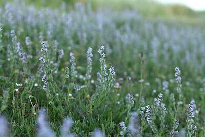 BUITEN BEELD Foto: 428260