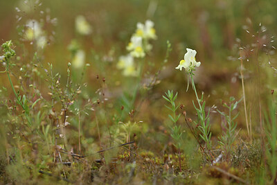 BUITEN BEELD Foto: 428270