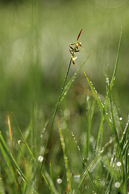 BUITEN BEELD Foto: 428284