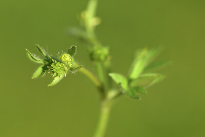 BUITEN BEELD Foto: 428285