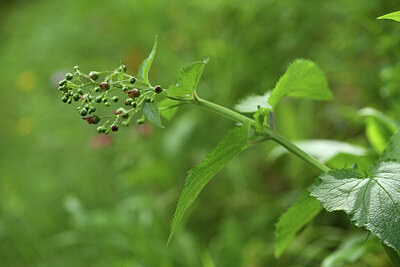 BUITEN BEELD Foto: 428287