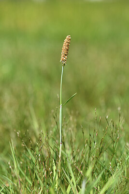 BUITEN BEELD Foto: 428288