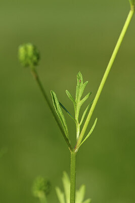 BUITEN BEELD Foto: 428296