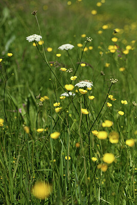 BUITEN BEELD Foto: 428313