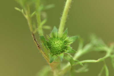 BUITEN BEELD Foto: 428315