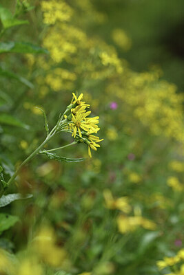 BUITEN BEELD Foto: 428317