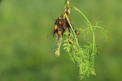 BUITEN BEELD Foto: 428318