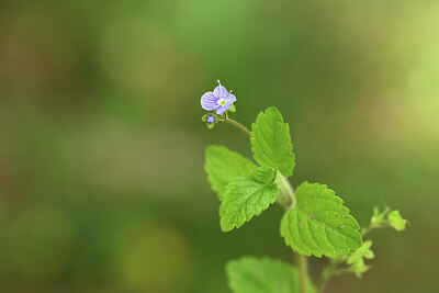 BUITEN BEELD Foto: 428327