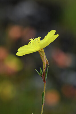 BUITEN BEELD Foto: 428329