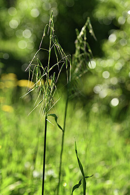 BUITEN BEELD Foto: 428337