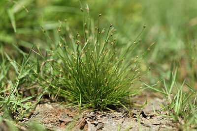 BUITEN BEELD Foto: 428341