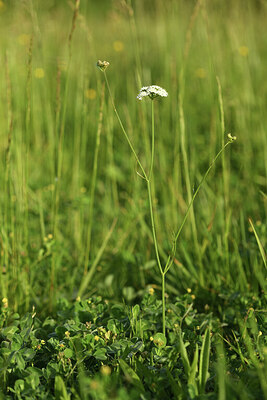 BUITEN BEELD Foto: 428342