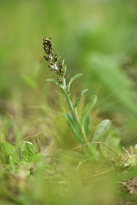 BUITEN BEELD Foto: 428345