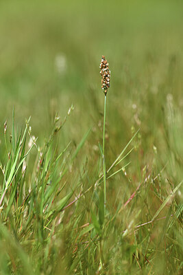 BUITEN BEELD Foto: 428346