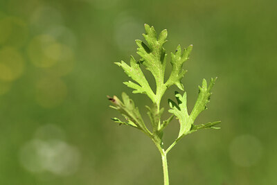 BUITEN BEELD Foto: 428347