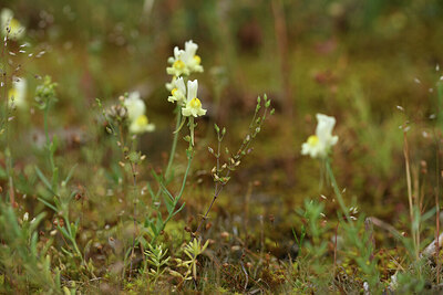 BUITEN BEELD Foto: 428353