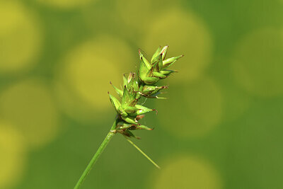 BUITEN BEELD Foto: 428355