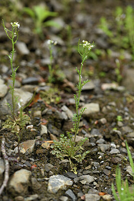 BUITEN BEELD Foto: 428360