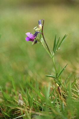 BUITEN BEELD Foto: 428364