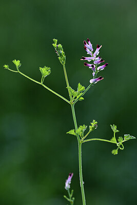 BUITEN BEELD Foto: 428368