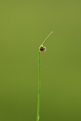 BUITEN BEELD Foto: 428371