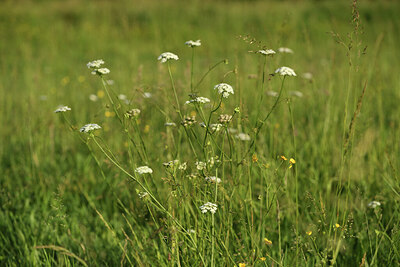 BUITEN BEELD Foto: 428380
