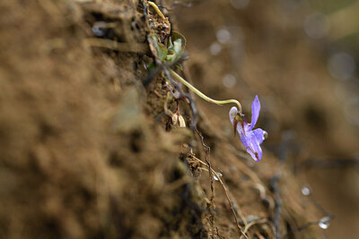 BUITEN BEELD Foto: 428381