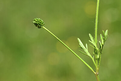 BUITEN BEELD Foto: 428386