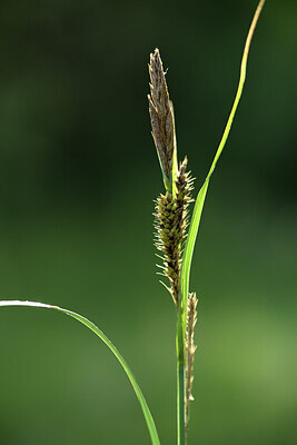 BUITEN BEELD Foto: 428389