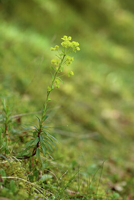 BUITEN BEELD Foto: 428400