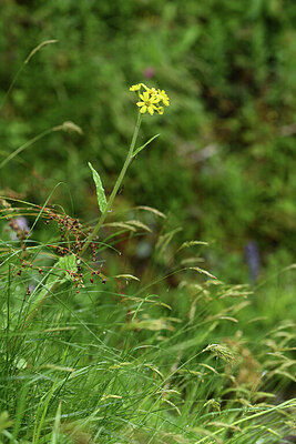 BUITEN BEELD Foto: 428404