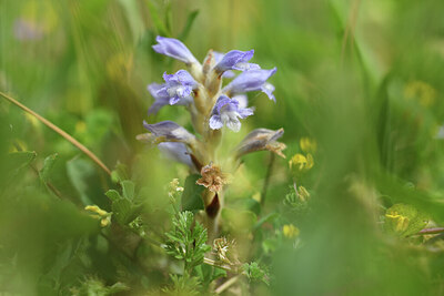 BUITEN BEELD Foto: 428407