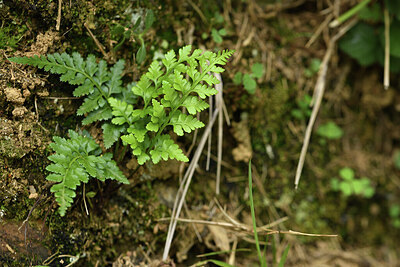 BUITEN BEELD Foto: 428411