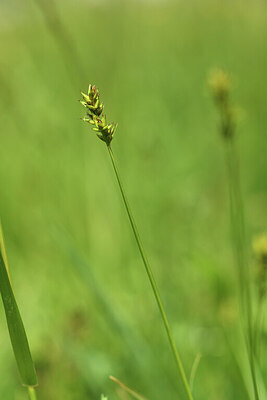 BUITEN BEELD Foto: 428419