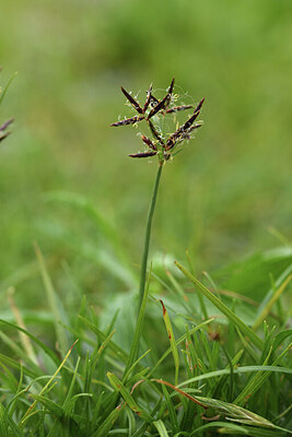 BUITEN BEELD Foto: 428424