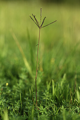 BUITEN BEELD Foto: 428440