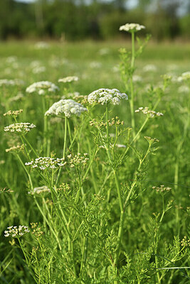 BUITEN BEELD Foto: 428441