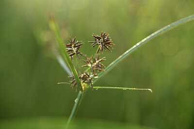 BUITEN BEELD Foto: 428442