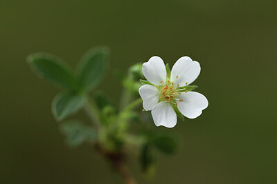 BUITEN BEELD Foto: 428446