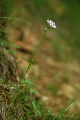 BUITEN BEELD Foto: 428452