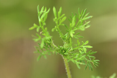 BUITEN BEELD Foto: 428455