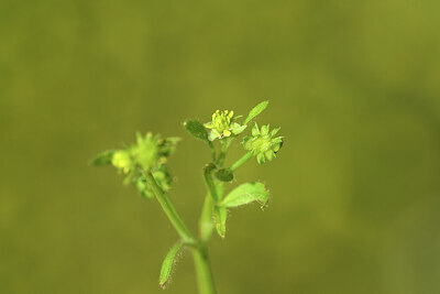 BUITEN BEELD Foto: 428463