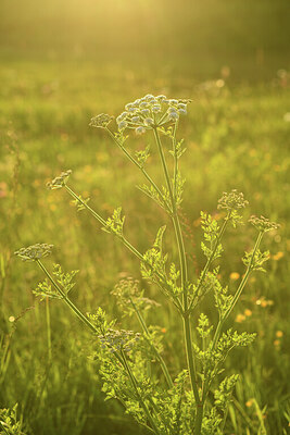 BUITEN BEELD Foto: 428468