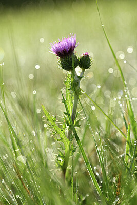 BUITEN BEELD Foto: 428470