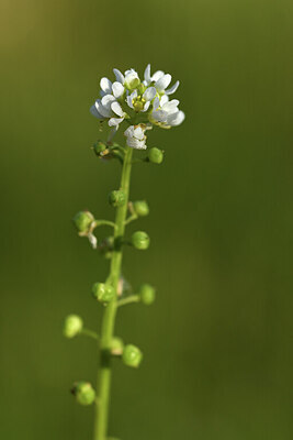BUITEN BEELD Foto: 428476