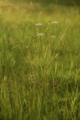 BUITEN BEELD Foto: 428480