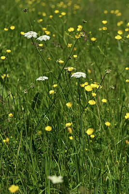 BUITEN BEELD Foto: 428482