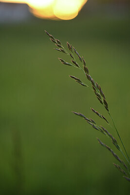 BUITEN BEELD Foto: 428492