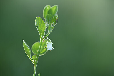 BUITEN BEELD Foto: 428499